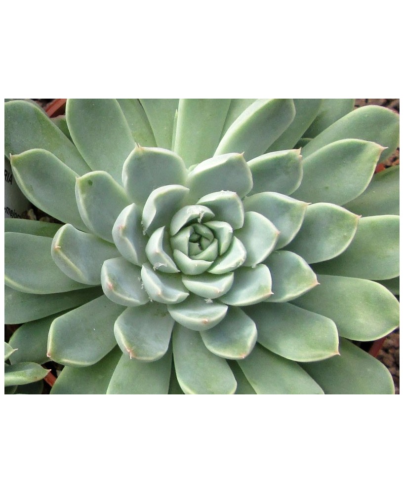 Kuentz-cactus  - Echeveria sp. FO-48 (ex sanchez-mejoradae) - Pot  6 cm