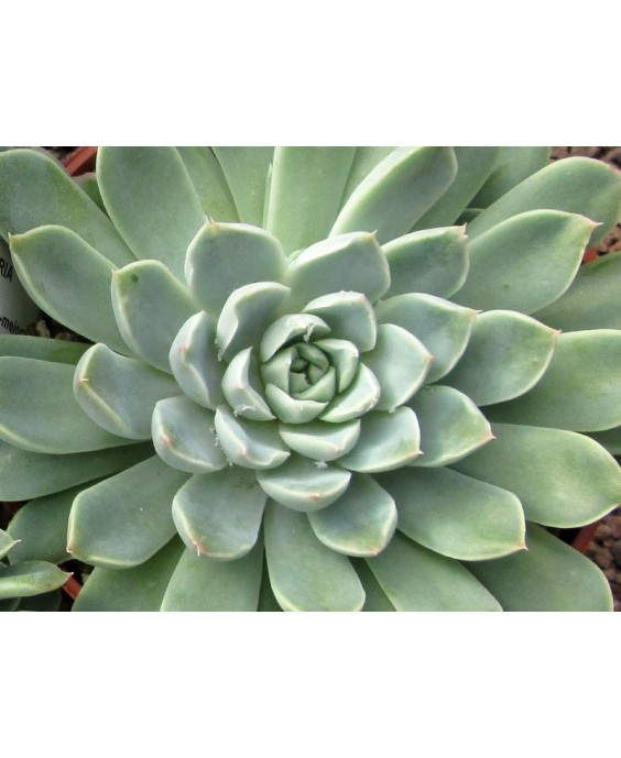 Kuentz-cactus  - Echeveria sp. FO-48 (ex sanchez-mejoradae) - Pot  6 cm