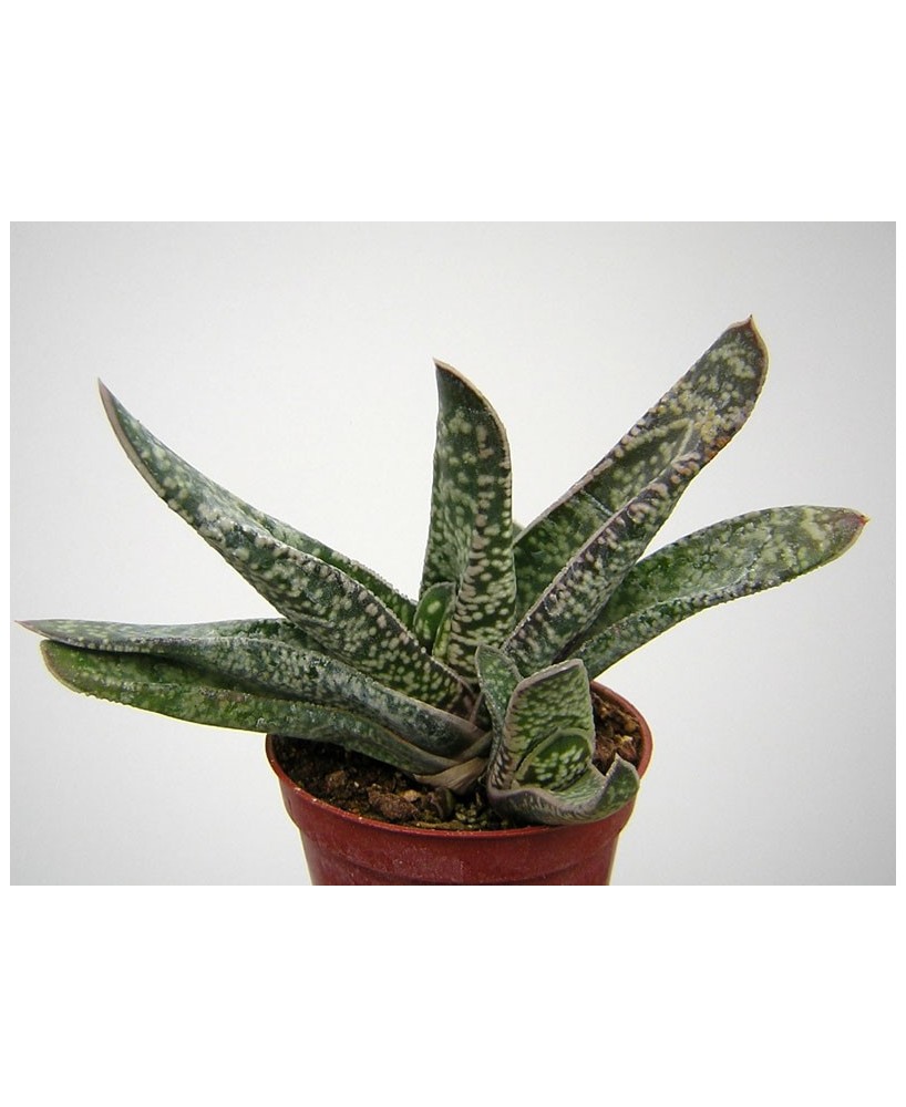 Kuentz-cactus  - Gasteria carinata  'Excavata' - Pot  6 cm