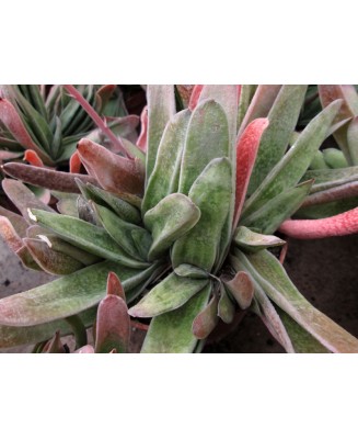 Kuentz-cactus  - Gasteria carinata  'Schweickerdtiana' - Pot 10 cm