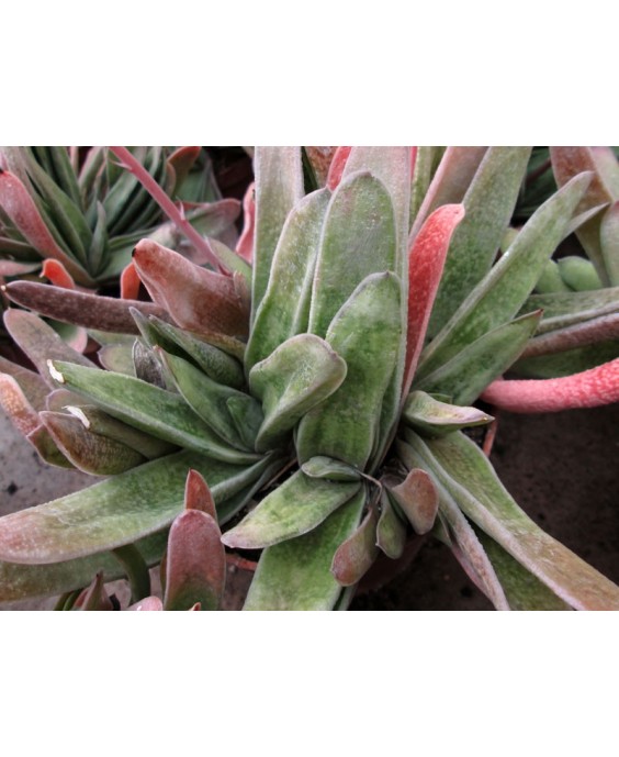 Kuentz-cactus  - Gasteria carinata  'Schweickerdtiana' - Pot 10 cm