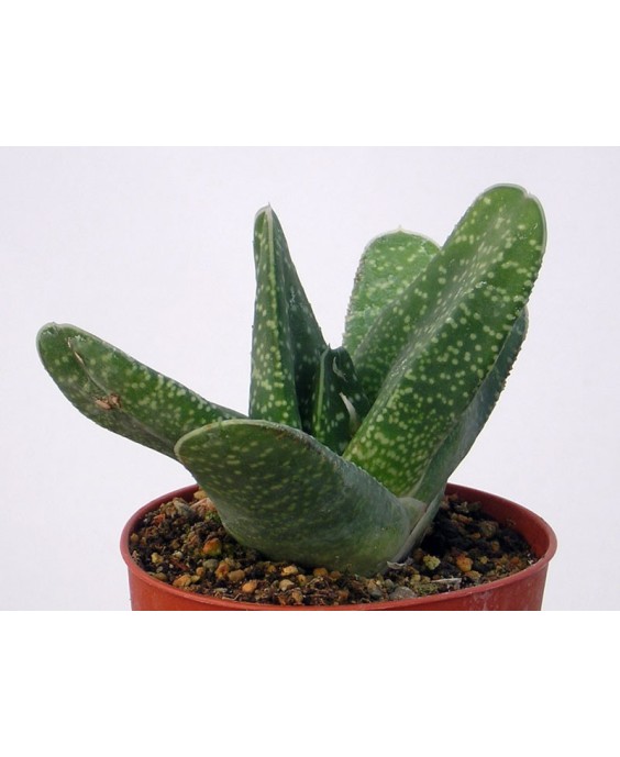 Kuentz-cactus  - Gasteria carinata  'Subcarinata' - Pot 10 cm