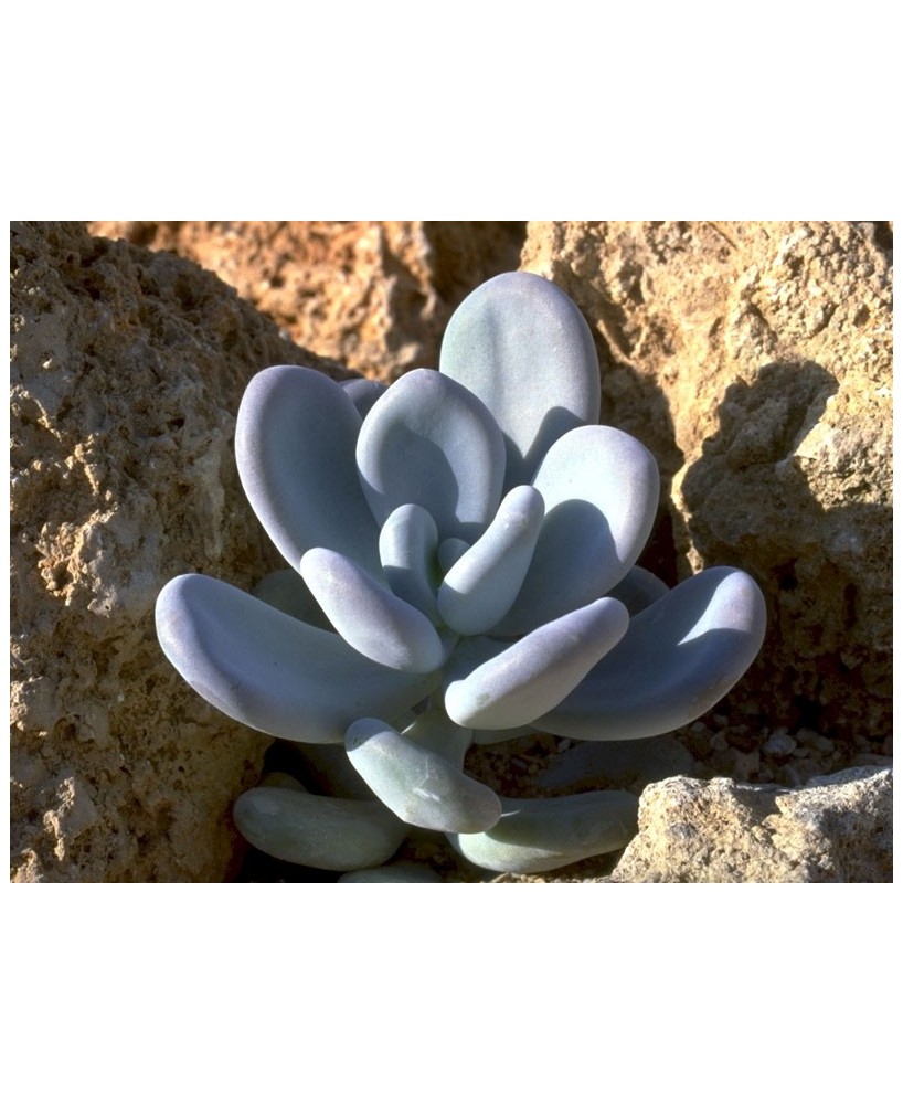 Kuentz-cactus  - Pachyphytum bracteosum - Pot  8 cm