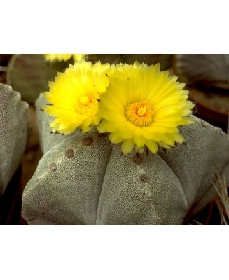 Kuentz-cactus  - Astrophytum myriostigma - Pot 10 cm