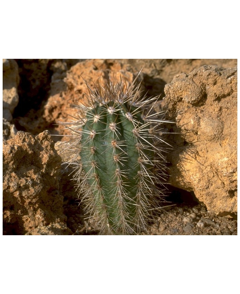 Kuentz-cactus  - Pachycereus pringlei - Pot  5 cm