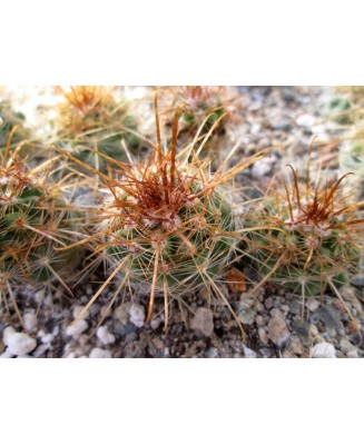 Kuentz-cactus  - Parodia aureicentra P172 - Pot  5 cm