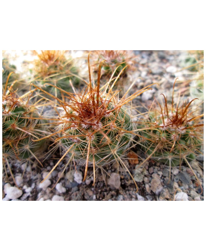 Kuentz-cactus  - Parodia aureicentra P172 - Pot  5 cm