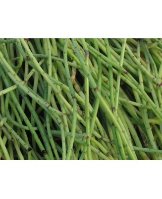 Kuentz-cactus  - Rhipsalis puniceodiscus - Pot  8 cm