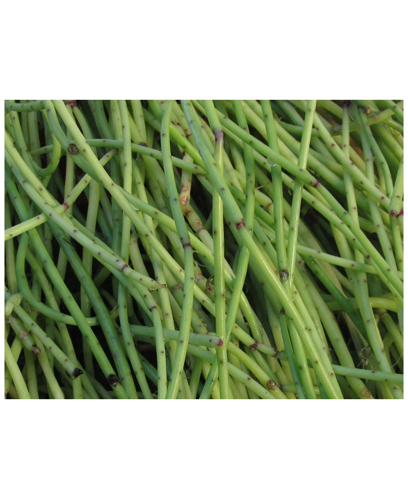 Kuentz-cactus  - Rhipsalis puniceodiscus - Pot  8 cm