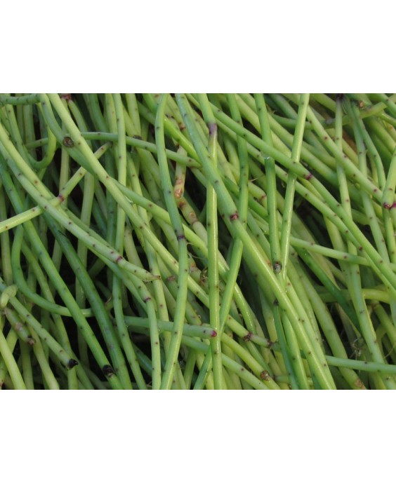 Kuentz-cactus  - Rhipsalis puniceodiscus - Pot  8 cm