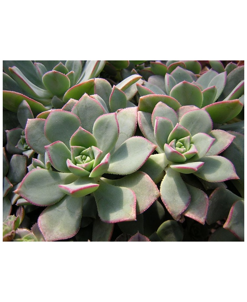 Kuentz-cactus  - Aeonium haworthii - Pot 10 cm