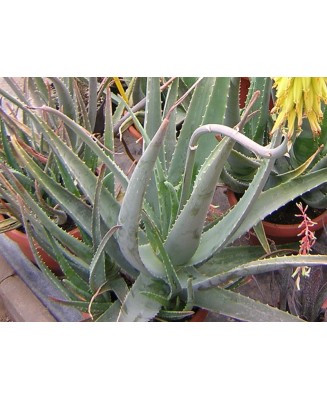 Kuentz-cactus  - Aloe vera - Pot 12 cm