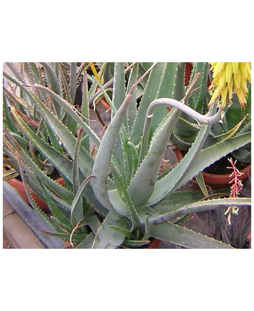Kuentz-cactus  - Aloe vera - Pot 12 cm