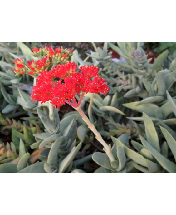 Kuentz-cactus  - Crassula perfoliata var. minor - Pot  8 cm