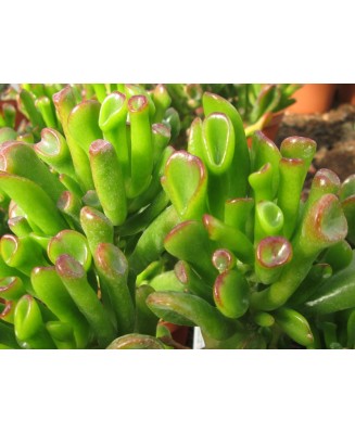 Kuentz-cactus  - Crassula ovata 'Gollum' - Pot 10 cm