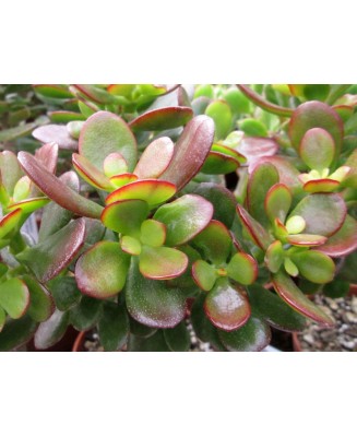 Kuentz-cactus  - Crassula ovata 'Minima' - Pot 10 cm