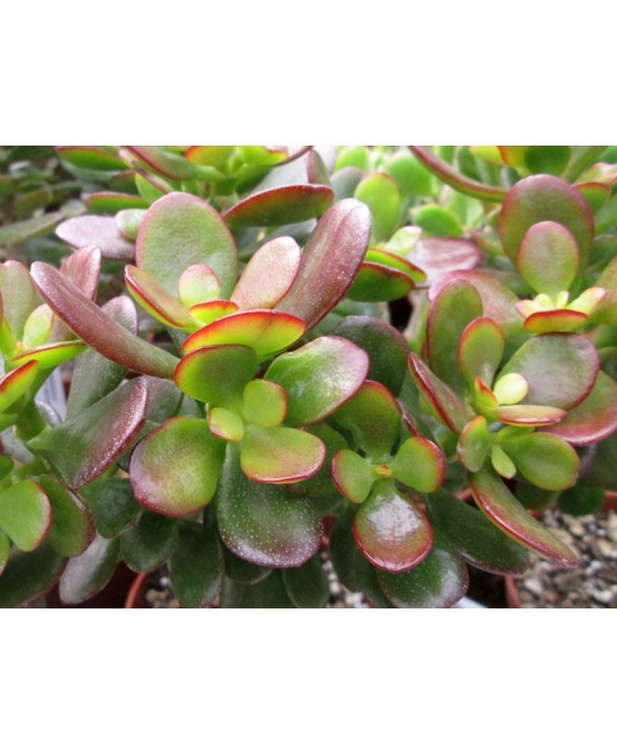 Kuentz-cactus  - Crassula ovata 'Minima' - Pot 10 cm