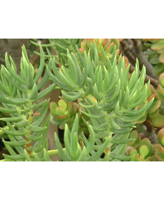 Kuentz-cactus  - Crassula tetragona - Pot 10 cm