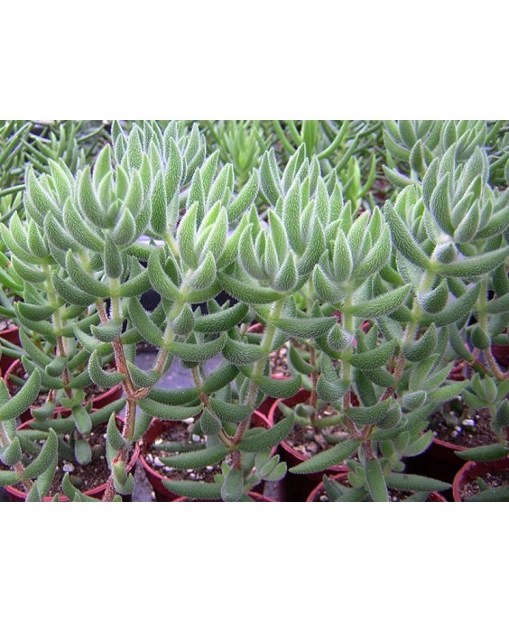Kuentz-cactus  - Crassula mesembryanthoides (trachysantha) - Pot 10 cm