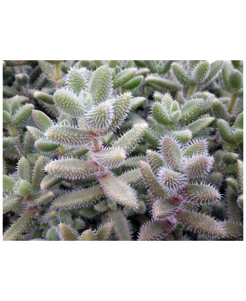 Kuentz-cactus  - Delosperma echinatum - Pot  6 cm