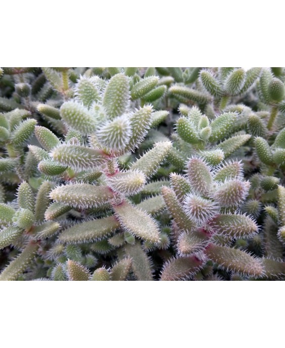 Kuentz-cactus  - Delosperma echinatum - Pot  6 cm