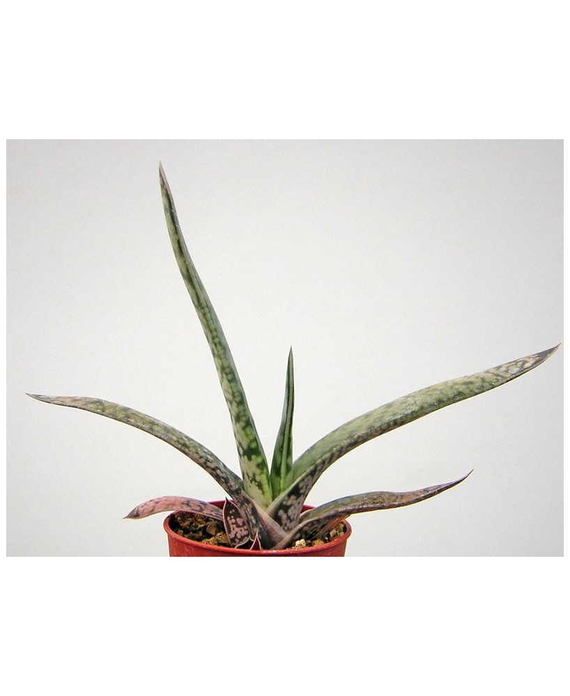 Kuentz-cactus  - Gasteria bicolor 'Maculata' - Pot  8 cm
