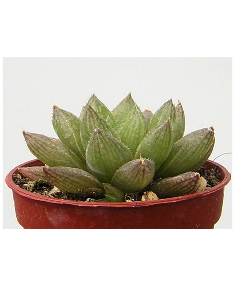Kuentz-cactus  - Haworthia reticulata var. hurlingii - Pot  6 cm