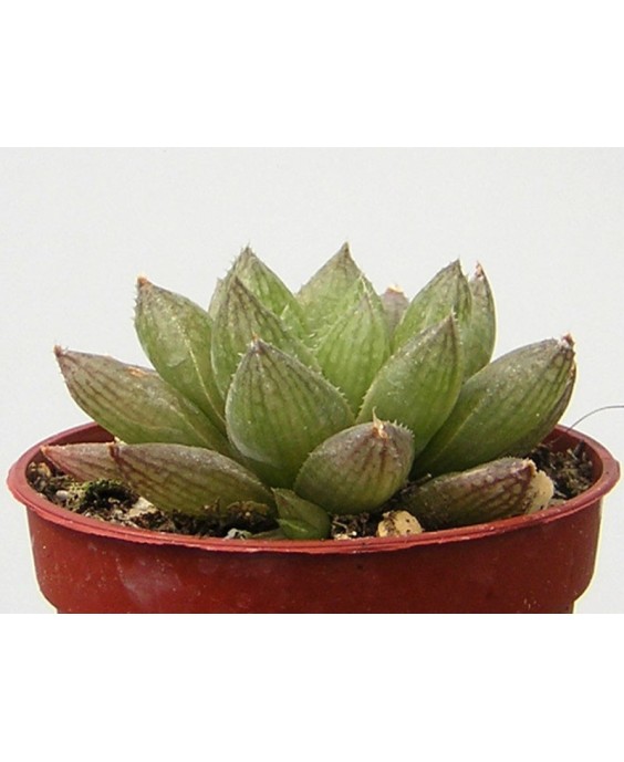 Kuentz-cactus  - Haworthia reticulata var. hurlingii - Pot  6 cm
