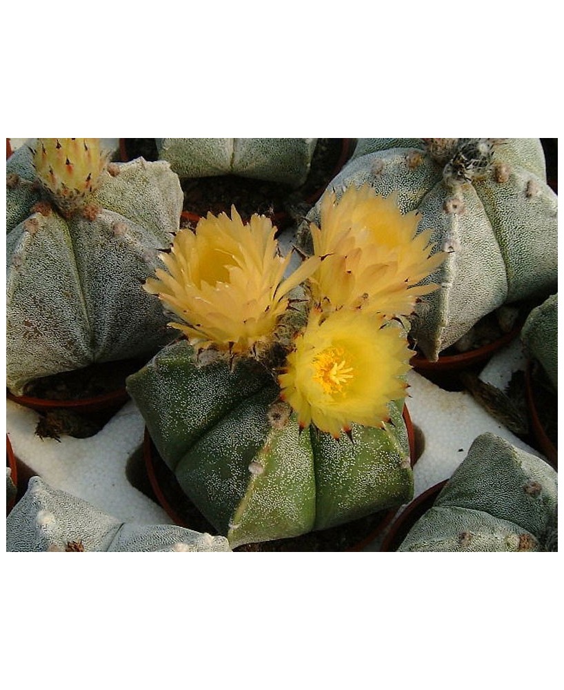 Kuentz-cactus  - Astrophytum myriostigma fma. strongylogonum - Pot 10 cm