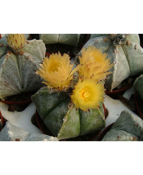 Kuentz-cactus  - Astrophytum myriostigma fma. strongylogonum - Pot 10 cm