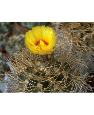 Kuentz-cactus  - Astrophytum capricorne var. senile fma. aureum - Pot 10 cm