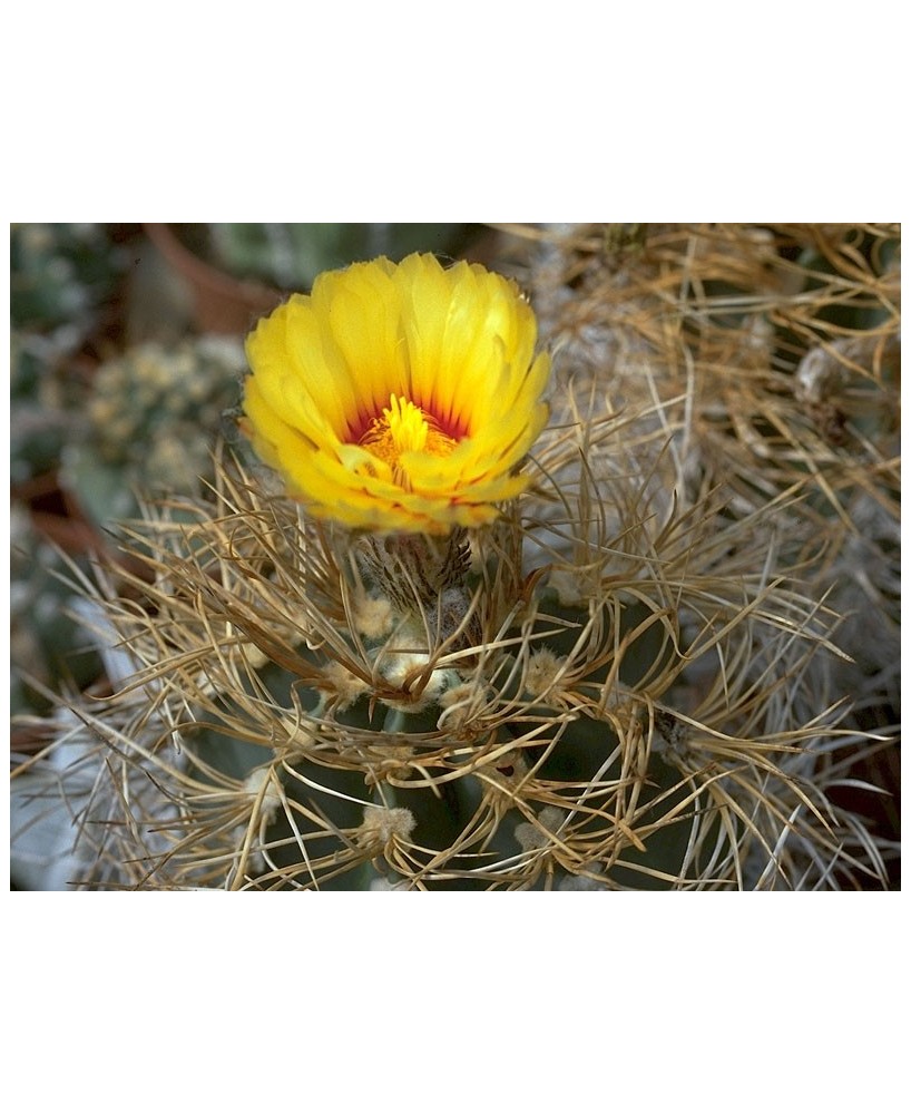 Kuentz-cactus  - Astrophytum capricorne var. senile fma. aureum - Pot 10 cm