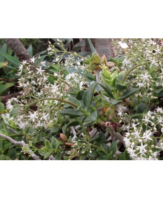 Kuentz-cactus  - Crassula lactea (C. lignosa) - Pot  8 cm