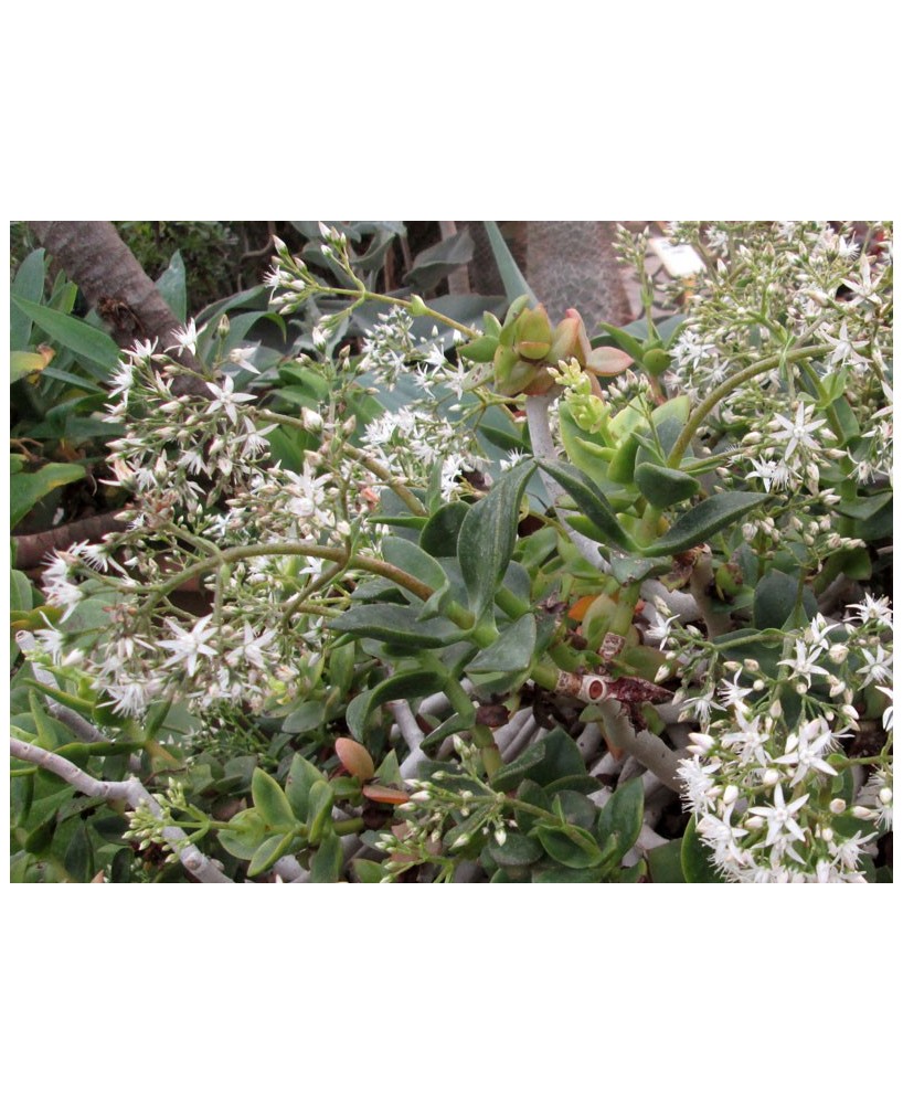 Kuentz-cactus  - Crassula lactea (C. lignosa) - Pot  8 cm