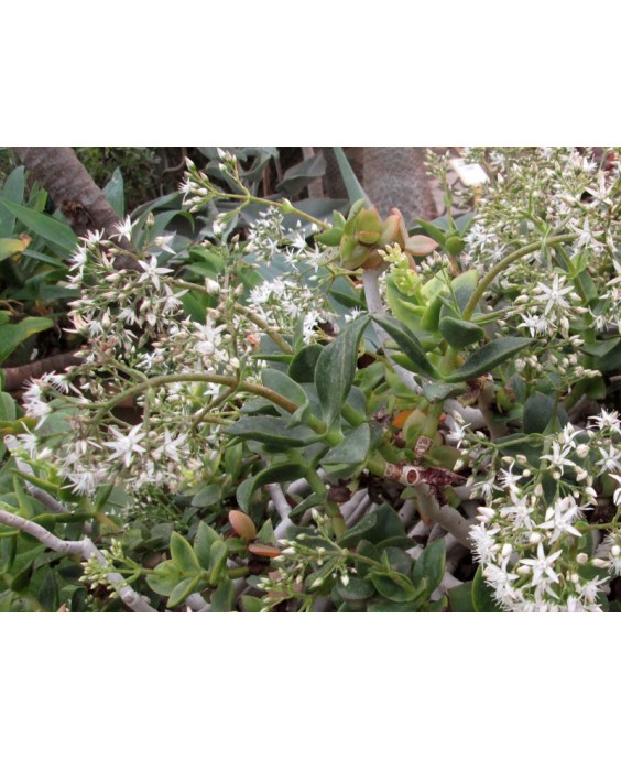 Kuentz-cactus  - Crassula lactea (C. lignosa) - Pot  8 cm