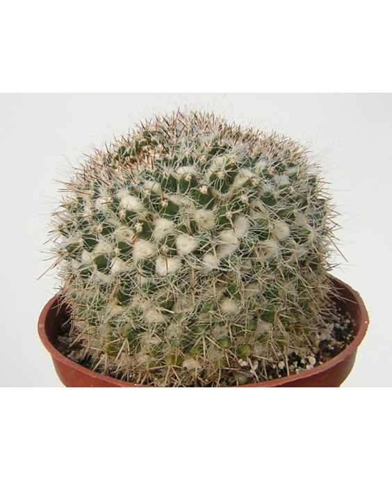 Kuentz-cactus  - Mammillaria karwinskiana ssp. nejapensis - Pot  8 cm