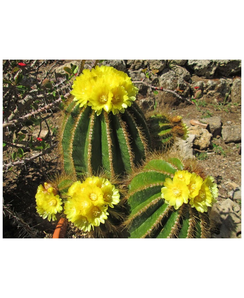 Kuentz-cactus  - Parodia warasii (Notocactus/Eriocactus) - Pot 12 cm
