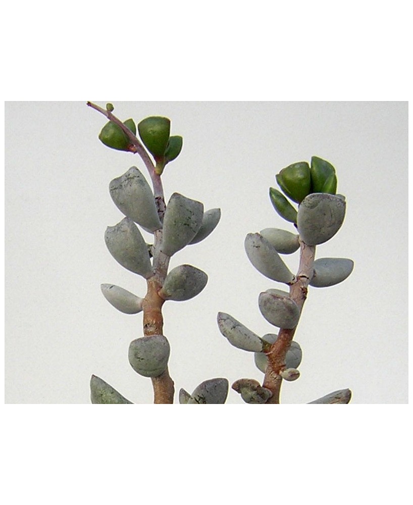 Kuentz-cactus  - Adromischus triflorus 'Procurvus' - Pot  5 cm
