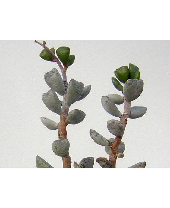 Kuentz-cactus  - Adromischus triflorus 'Procurvus' - Pot  5 cm