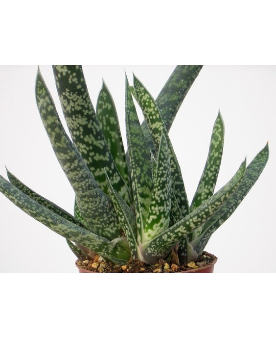Kuentz-cactus  - Gasteria bicolor 'Caespitosa' - Pot  8 cm