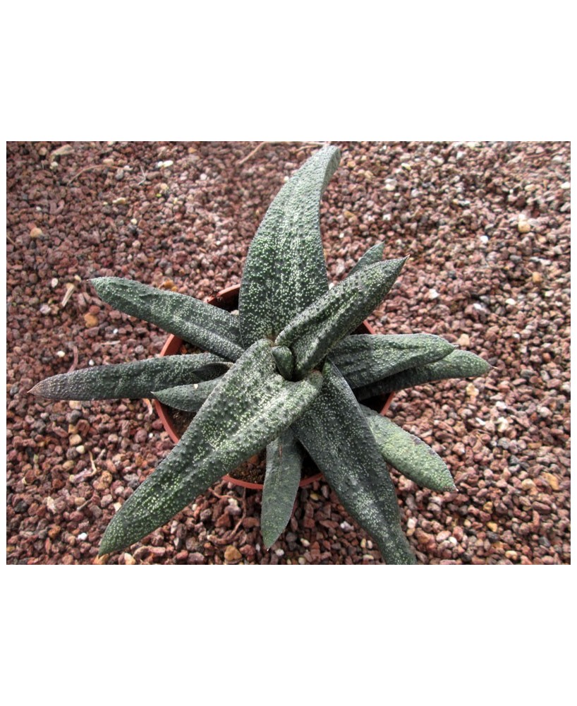 Kuentz-cactus  - Gasteria batesiana - Pot  8 cm