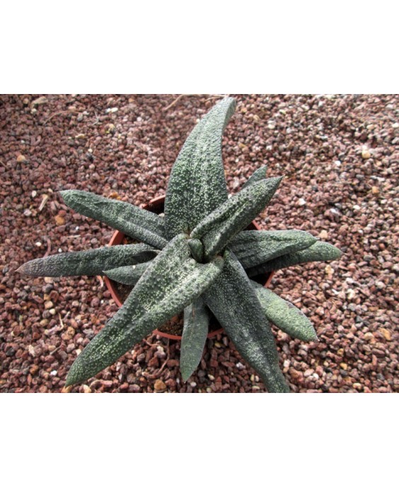 Kuentz-cactus  - Gasteria batesiana - Pot  8 cm