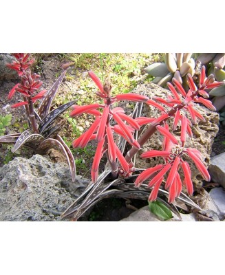 Kuentz-cactus  - Aloe variegata - Pot  5 cm