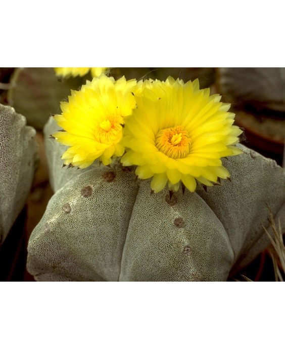 Kuentz-cactus  - Astrophytum myriostigma - Pot 12 cm