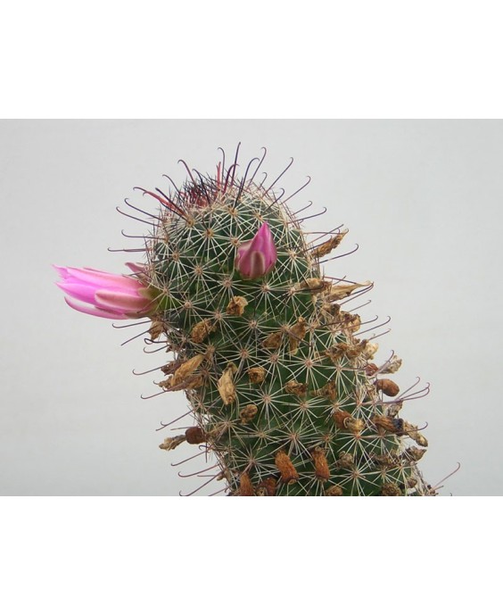 Kuentz-cactus  - Mammillaria mazatlanensis - Pot  5 cm