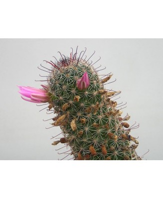 Kuentz-cactus  - Mammillaria mazatlanensis - Pot  6 cm