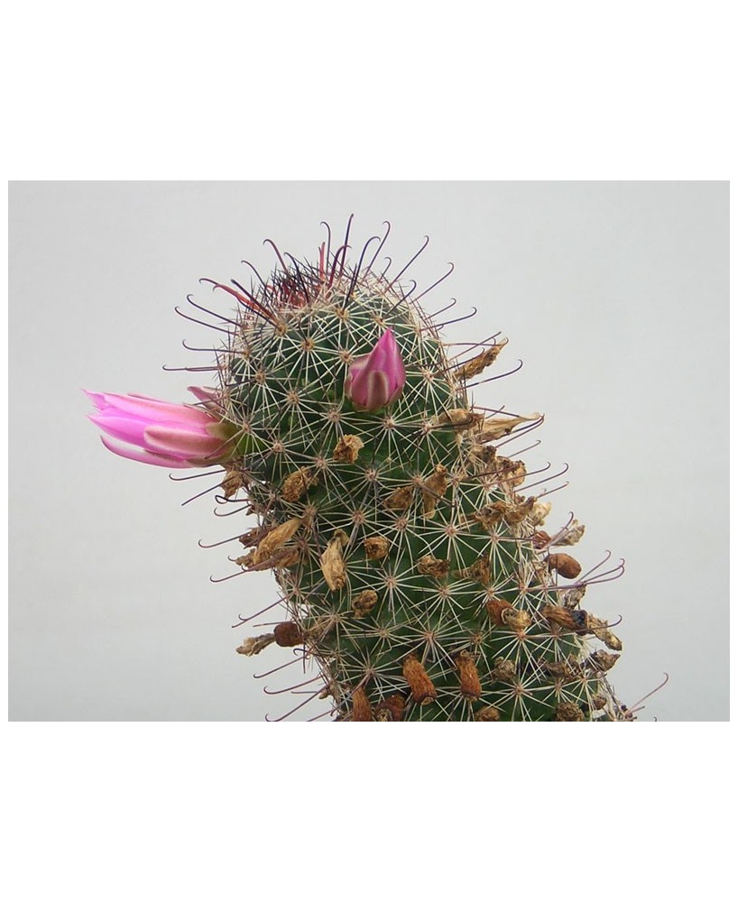 Kuentz-cactus  - Mammillaria mazatlanensis - Pot  6 cm