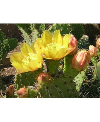 Kuentz-cactus  - Opuntia semispinosa - Bouture