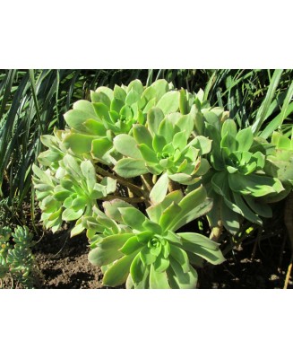Kuentz-cactus  - Aeonium lancerottense - Pot  8 cm
