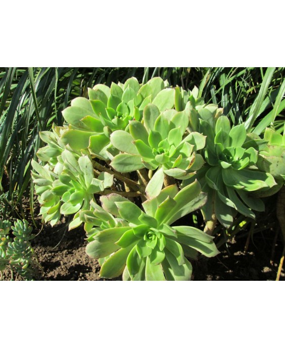 Kuentz-cactus  - Aeonium lancerottense - Pot  8 cm